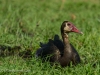 Spur-Winged Goose