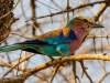 Lialac-Breasted Roller