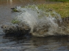 Crocodile takes to the water