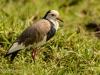Long-Toed Lapwing