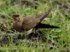 Collared Pratincole