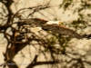 Fish eagle in flight