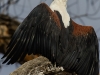 Fish eagle