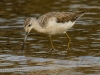 Marsh Sandpiper