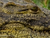 Eye to eye with a crocodile