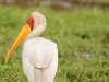 Yellow-Billed Stork