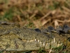 Crocodile smile!