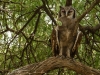 Giant Eagle-Owl
