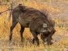 Warthog