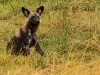 African Wild Dog