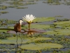 Jacana