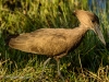 Hammerkop