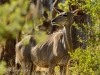 Kudu