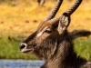 Waterbuck