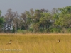 Saddle-Billed Stork