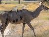 Kudu with red-billed ox-peckers