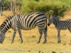 Burchell's Zebra