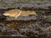 Heron fishing