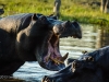 Hippo threat display 8