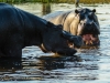 Hippo threat display 9