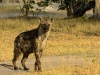 Spotted hyena 1