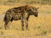 Spotted hyena 2
