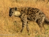 Spotted hyena 3