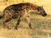 Spotted hyena 4