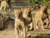 Lion pride charge hyenas