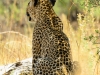 Leopard 3