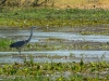 Grey heron