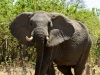 Elephant warns us to keep our distance