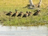 White-Faced Whistling Duck