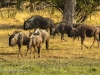 Blue wildebeest