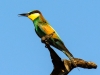 European Bee-Eater