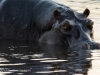 Hippo