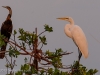 Great Egret and Darter