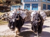 Yaks in Khunde