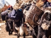 Yaks on the trail