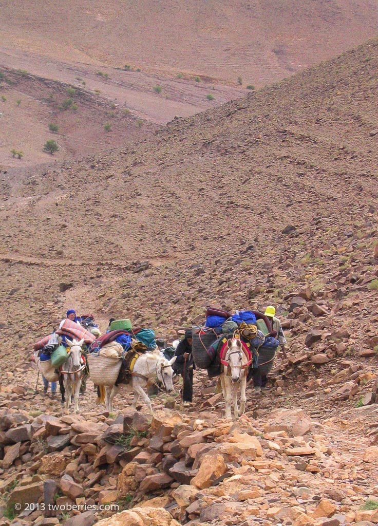 The mules making their way uphill day 6