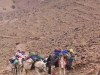 The mules making their way uphill day 6