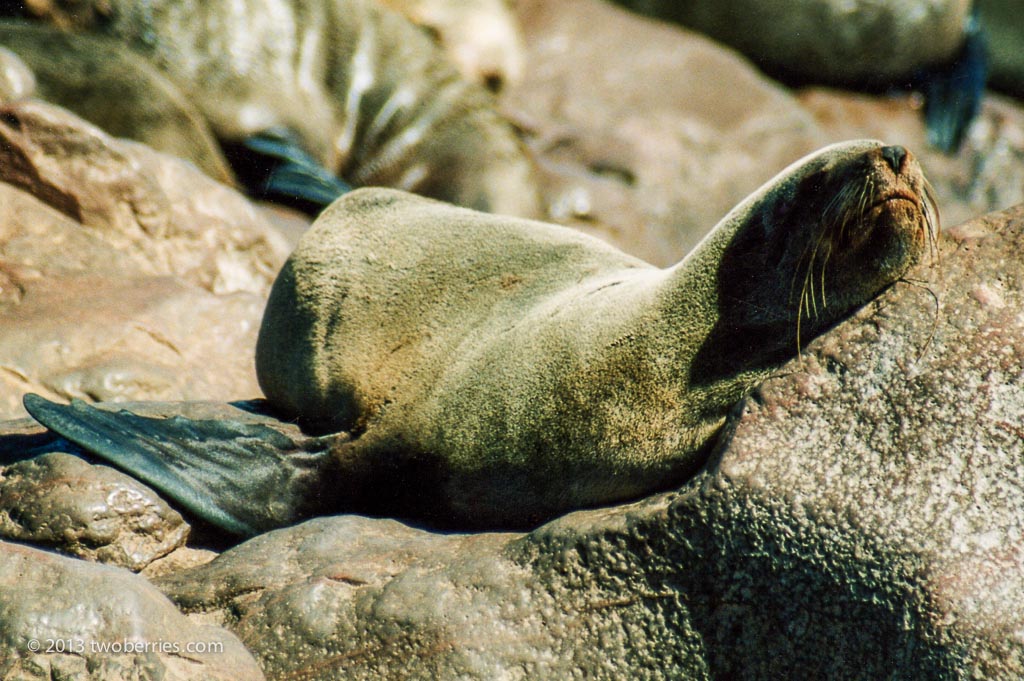 Fur seal, Cape Cross