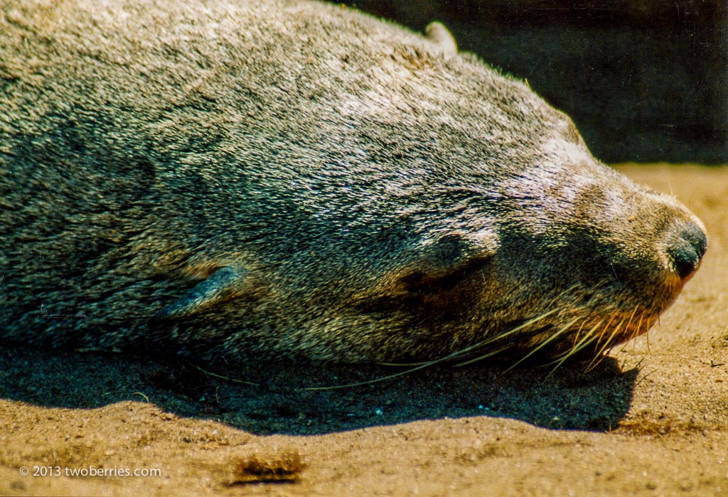 Fur seal, Cape Cross