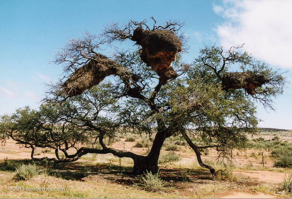 Weaver bird nests in a thorn tree