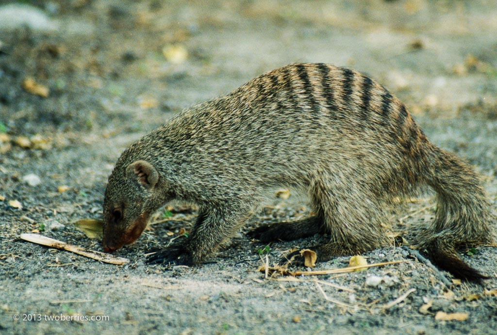 Striped Mongoose