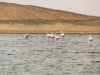 Flamingos, Walvis Bay