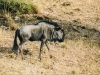 Our forst wildlife - Blue Wildebeest