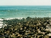 Fur seals, Cape Cross