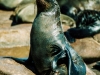 Fur seals, Cape Cross