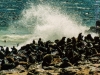 Fur seals, Cape Cross